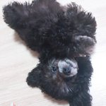[EXO] 멍멍이 <b>성장속도</b> 봐라