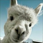 쉬노롱거니즈<b>미너</b>를 더 원해