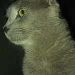 [고양이] <b>러블</b>