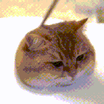<b>야옹</b>이 키우고싶당~