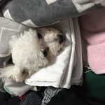 [드루와] 우리 댕댕이 빨래 <b>위에</b> 누워 있음 ㅠㅠㅠㅜㅜ