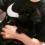 [EXO] <b>주인</b>닮아 조용한 도먹물
