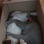 [고양이] [콩이와 흰둥이] <b>외출</b>냥이