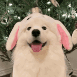 [조언부탁해] 산부인과 가봐야하나..