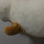 <b>미니소</b> 시바인형 원래 이래????????