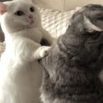 [댓글부탁해] 우리집 <b>고앵이</b>들 싸움ㅋㅋㅋㅋㅋㅋㅋ