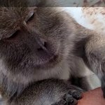 니네 원숭이 <b>asmr</b>봣냐