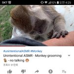 원숭이 <b>asmr</b> 제목