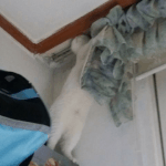 [댓글부탁해] 최애가 일<b>케말</b>하면 어뗨