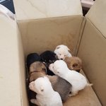 [강아지] <b>박스</b>에 담겨 도로에 버려진 8남매