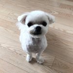 [댓글부탁해] 우리집 댕댕쓰 <b>미용</b>했어