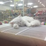 [EXO] 고양이 ㄱㅇㅇ