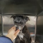 [강아지] 외국인이 키우다 버리고 갔습니다