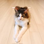 [댓글부탁해] 시우민 고양이 탄이 진짜 시우민 그 <b>자체</b>다