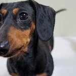 온유/닥스훈트/<b>여아</b>/4살 추정/3kg   *씩씩한 온유예요