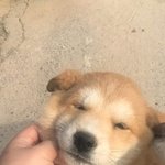 [ㅈㄱㄴ] 알엠이랑 <b>화사</b> 닮은 듯