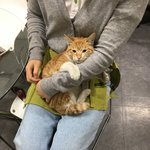 부산 남포동 새끼냥이 줍줍 혹시 <b>주인분</b> 잃어버리셨나요?