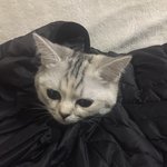 [드루와] 우리집고양이 겁나웃김 ㅋㅋㅋㅋㅋㅋ