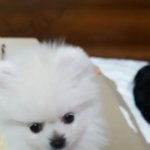 [드루와] 우리집 댕댕이 보구가
