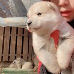 [강아지] 여섯마리 시골 <b>댕댕이</b> 2