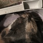 [교감] 아픈길고양이 주웠는데 어뜨카나요 ㅜㅜㅜㅜ 도와주세요