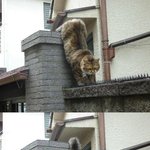 [댓글부탁해] <b>숏</b><b>컷</b>vs단발vs중단발vs긴발