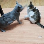 [고양이] [콩이와 흰둥이] 외출냥이