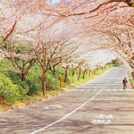 [드루와] 일본 벚꽃 우리나라에서 가져간 거잖아