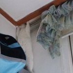 [댓글부탁해] 최애가 라이브할때 일<b>케말</b>하면 ㅇㄸ