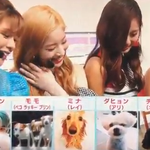 너네 트와이스 반려<b>견들</b> 봄?