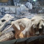 [개깊은빡침] (추가) <b>부천</b>에 사자,하이에나,곰 있는 실내동물원있어요...