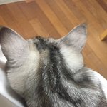 <b>울집</b> 고양이 뒷통수 왤케 귀엽지