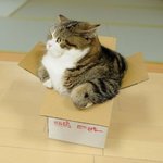 <b>상자</b>로 들어와