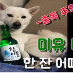 시바견과 함께 생활중인 쯔카유 오빠입니다 ^^ 이번<b>주도</b> 화이팅!