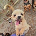 겨울/말티즈/<b>남아</b>(중성화완료)/3살/5kg    *눈이 반짝이는...