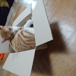 [꼭보셔야함] 고양이 4 <b>강</b><b>쥐</b> 1