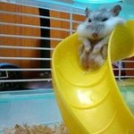 [햄쭈기요미] <b>미끄럼</b>틀 타야찍~~~