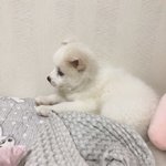 [드루와] 우리집 <b>강쥐</b>