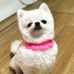 [강아지] 우리 귀염<b>둥이</b> 두부두부