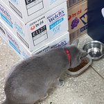 [고양이] [콩이와 <b>흰둥이</b>] 외출냥이