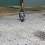 [댓글부탁해] 나 오늘 길가던 비둘기한테 <b>농락</b>당함