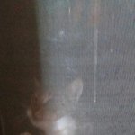 <b>울집</b> 길냥이 보구강