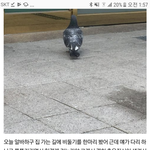 [드루와] ㅂㅣ둘기에게 <b>농락</b>당했단 글 개웃김 진짜