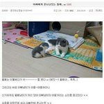 [<b>귀엽</b>] 아빠에게 혼나고있는 애기고양이