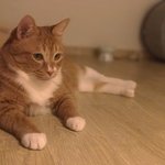 [고양이] 까칠냥 토리의 평온한 <b>나날</b>들