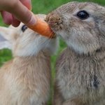 딱<b>푸리</b>!!!!!