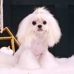[<b>강아지</b>] 우리 얼짱 <b>강아지</b>  자랑 좀 할께요~!