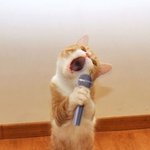 <b>네이크</b>업페이스 커버킹 쿠션