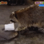 나 키 155인데 몇<b>kg</b>까지 뺄까