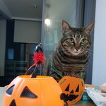 [고양이] 1115일째 육아육묘